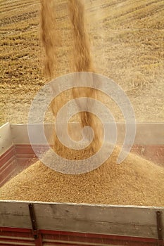 Mechanized harvesting of rice