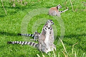 Mechelen, Belgium - 17 May 2016: Lemurs in Planckendael zoo.
