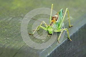 Meconema thalassinum,European grasshopper