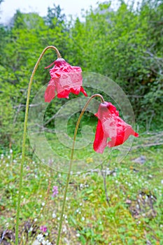 Meconopsis punicea