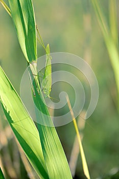 Mecopoda elongata