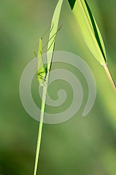 Mecopoda elongata