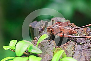 Mecopoda elongata in nature has a brown body