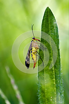 Mecoptera Scorpion Fly Panorpidae