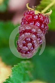 Medana Tayberry roping single ripe