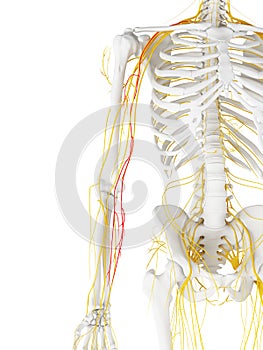 The Medial Antebrachial Cutaneous Nerve