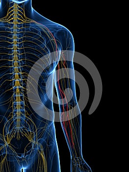 The Medial Antebrachial Cutaneous Nerve