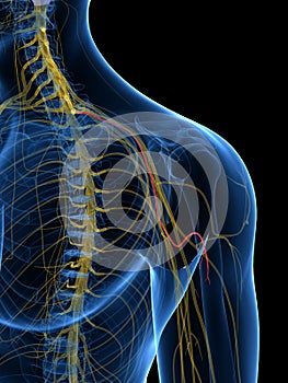 The Medial Brachial Cutaneous Nerve