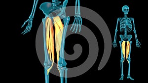 Medial compartment of thigh - 3D model