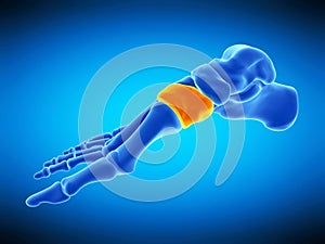 The medial cuneiform bone