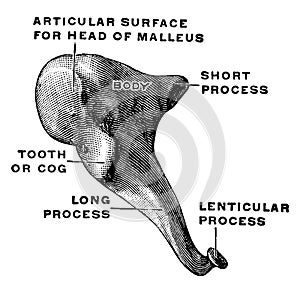 Medial and Front View of the Incus, vintage illustration