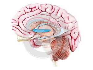 The medial globus pallidus