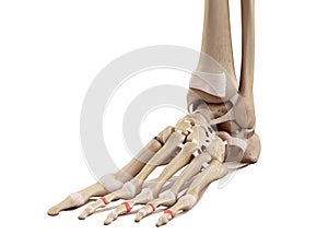 The medial joint capsules