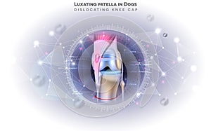 The medial luxating patella in dogs photo