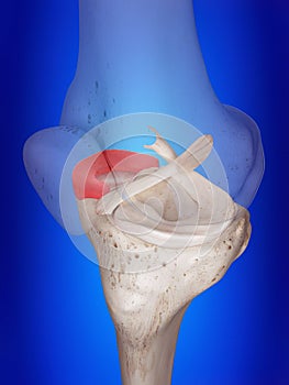 The medial meniscus