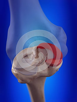 The medial meniscus