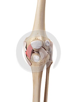 The medial patellar ligament