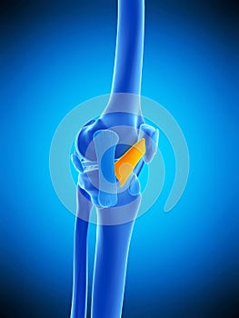 The medial patellar ligament