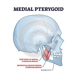 Medial pterygoid facial muscle as masticatory muscular part outline diagram