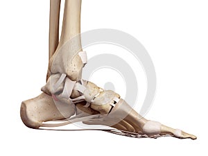 The medial talocalcaneal ligament