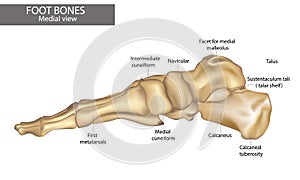 Medial view of foot bones Diagram