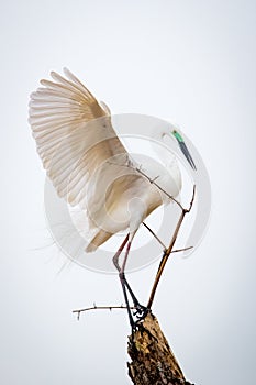 Median egret displaying majestic wings