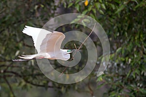Median egret flying with nest building material