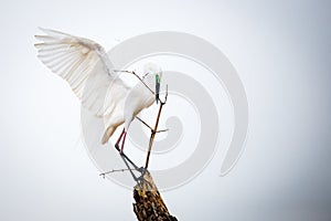 Median egret holding a bamboo twig