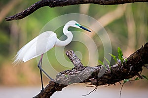 Median egret perching