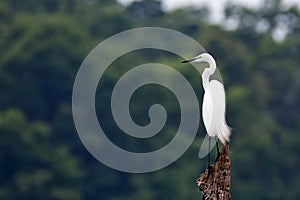 Median egret perching on a stump