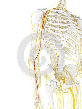 The Median Nerve