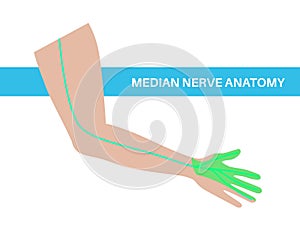 Median nerve poster