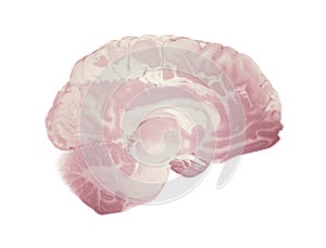 Median Section Of The Brain, Anatomy Of The Human Brain