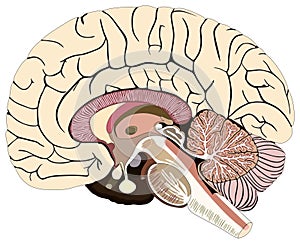 Median section of human brain infographic diagram