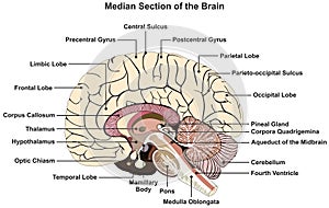 Median section of human brain infographic diagram