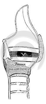Median Section of the Larynx, vintage engraving photo
