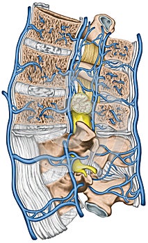 Median section of lumbar spine, systemic veins and the portal system