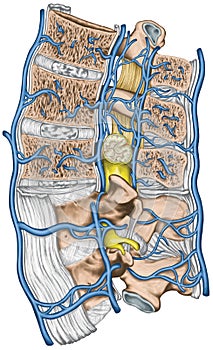 Median section of lumbar spine, systemic veins and the portal system photo
