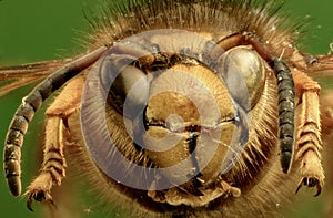 Median Wasp on green Background