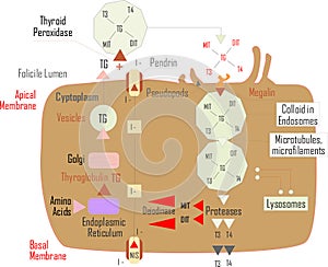 Medic hypothalamus illustration