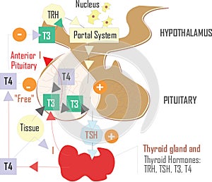 Medic hypothalamus illustration, body part