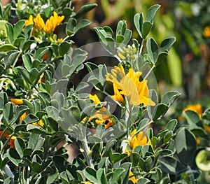 Medicago Arborea Or Tree Medick Flowers In Crete Greece photo