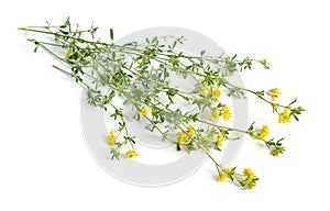 Medicago falcata or sickle alfalfa, yellow-flowered alfalfa, yellow alfalfa, sickle medick and yellow medick. Isolated