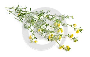 Medicago falcata or sickle alfalfa, yellow-flowered alfalfa, yellow alfalfa, sickle medick and yellow medick. Isolated photo