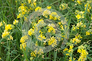 Medicago falcata yellow flowers