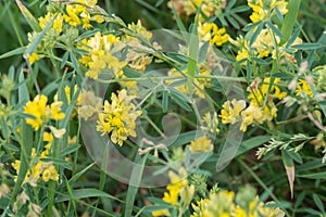 Medicago falcata yellow flowers