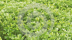 Medicago green spring field. Fresh leafs. Close up. Cloudy.