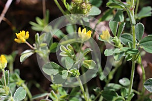 Medicago minima - wild flower