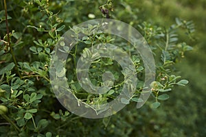 Medicago orbicularis  plant close up