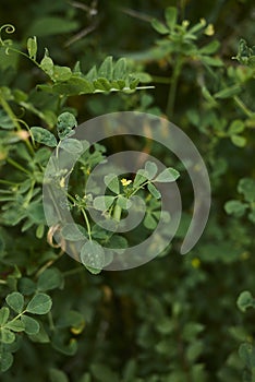 Medicago orbicularis  plant close up